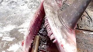Dumb fish