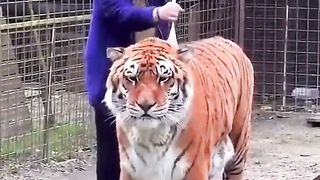 Combing out the big cat