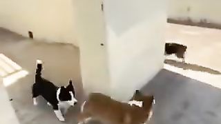 Catch me if you can