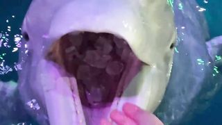 Dolphin eating ice video clip