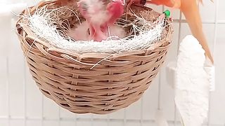 Canary