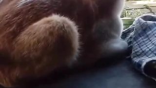 The cat has a strange tail.
