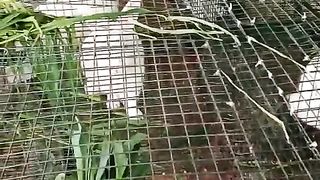 JAMI RABBIT FARMING COMPANY'S PRODUCT IS HEALTHY AT CUSTOMER END