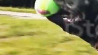 Dog playing machine