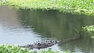 It's ah happy day for the crocodile