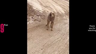 Funny video ????????????