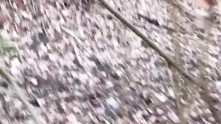 Находки в Рыжем лесу. STALKER
