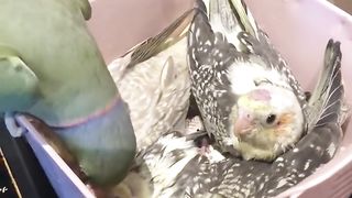 Beautiful parrot moment