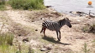 Zebra Slowly Loses Life after Guts are Torn Out