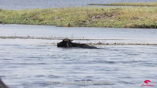 Baby buffalo fights hard but loses the battle to crocodiles in Chobe River Botswana