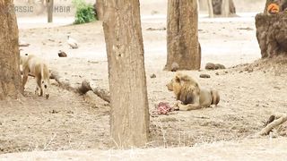 Lioness Flirts With Male Just to Steal His Food