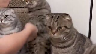 Shaking hands with cute cats