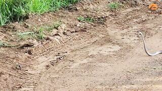 Chameleon Fights Back at Striking Snake