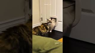Compilation de chat ???? drôle : mourir de rire