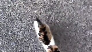 My Cat ????