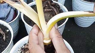 Unique coconut bonsai plant modification #coconutbonsai
