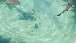 the most ferocious fish breeding in the world