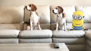Funny Dogs vs Minion in REAL LIFE Animation Compilation! Must see!