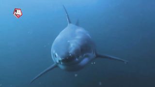 FISHERMAN RESCUED GREAT WHITE SHARK, HERE IS WHAT THE SHARK DID TO THANK HIM