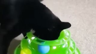 Funny cats
