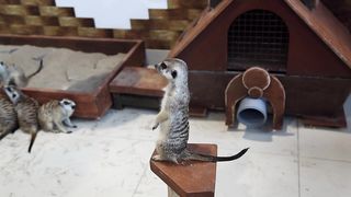 Meerkats in a petting zoo playing