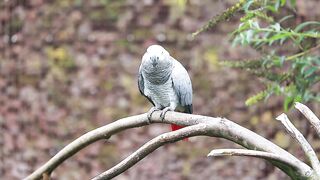 Aves papagaio birds
