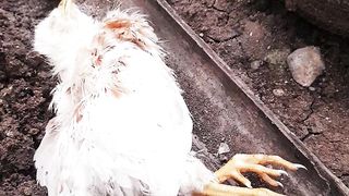 The proud chicken dies, which comes from the earth and eats the produce of the earth and will return to the earth