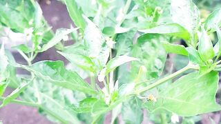 benefits of chili