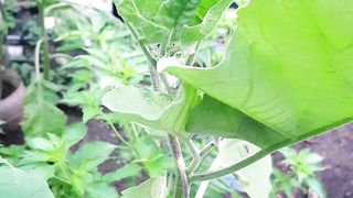 benefits of eggplant