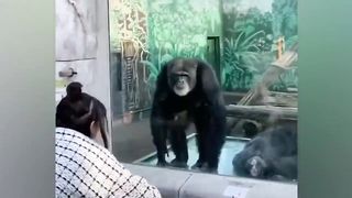 The FUNNIEST Monkeys ???? Best Compilation