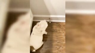 Funny Cat And Dog ????????Video