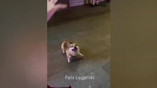 Funniest Animals 2024 ???? New Funny Cats and Dogs Videos ????????