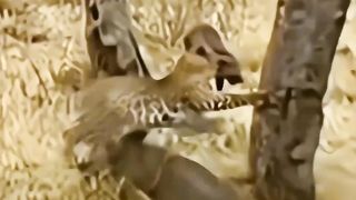 Leopard Hunts a Wild boar