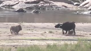 Buffalo trying to save her calf from lions