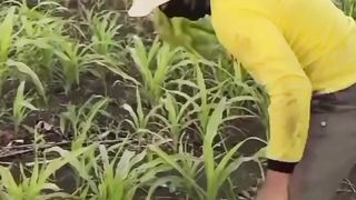 Amarah orang petani