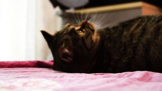Cute striped cat
