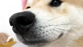 Funny Animals