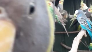 The parrot shout-out