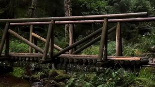 Can't wait for spring to bring back the lush greens in this forest