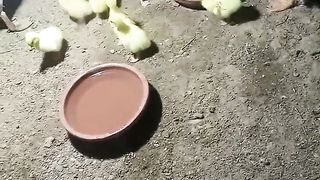 Kids of a duck