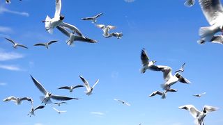 Flock of seagulls in the sky