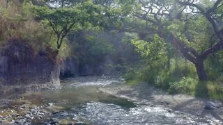 River in forest