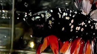 Ikan cupang termahal, ikan cupang murah