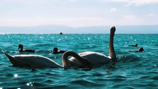 White swans and ducks swimming in the lake