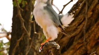 New amazing video snake vs Birds fight video 2024