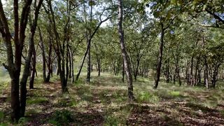 Traverse trough the forest