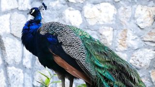 Peacock looking around