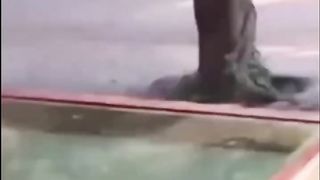 Funny Cats and Dogs Shorts Video compilation