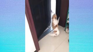 Funny Cats ???? Cute and Baby Cats Videos Compilation