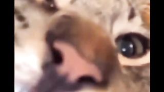 The Best Funny Cat Videos of All Time!